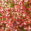 Berberys Thunberga 'Coronita' – sadzonka w doniczce C2 – Botana