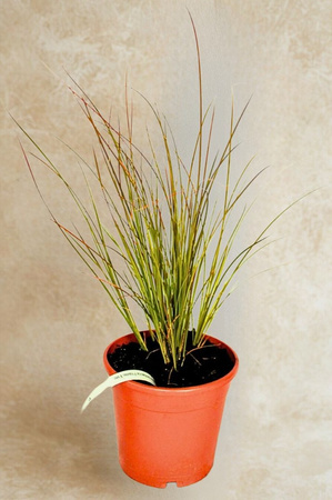 Turzyna Buchanana Red Rooster – sadzonka w doniczce C1,5 – Botana