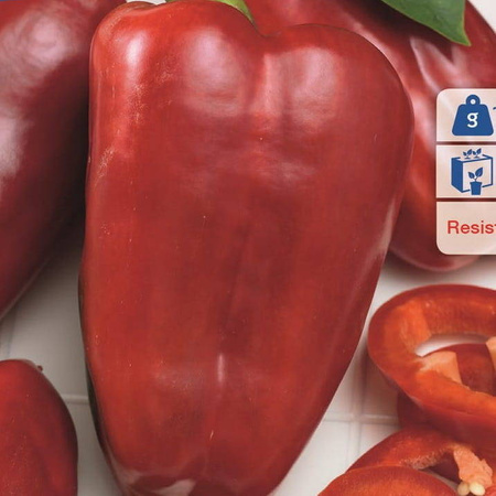 Papryka 'Bendigo' – Odporna – Kiepenkerl