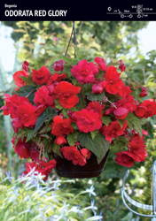 Begonia Zwisająca 'Odorata Red Glory' – Pełna Pachnąca – 1 szt.