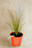Turzyna Buchanana Red Rooster – sadzonka w doniczce C1,5 – Botana