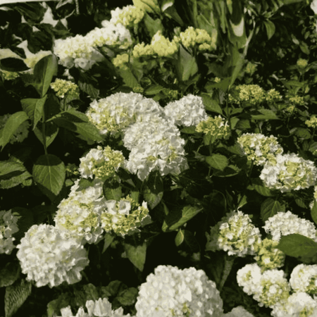 Hortensja Ogrodowa 'Madame Emile Mouillere' – Sadzonka 45-60 cm