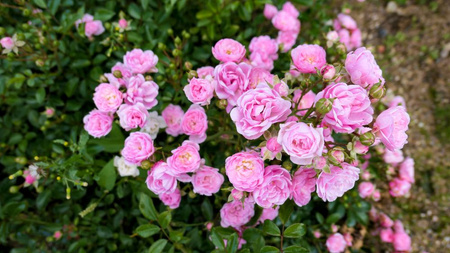 Róża Okrywowa Różowa The Fairy Pink