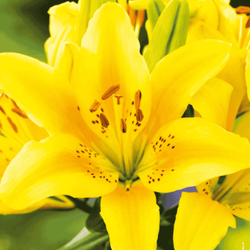 Lilia azjatycka Menorca 1 szt.