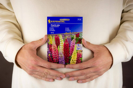 Łubin trwały – Mieszanka Nasion – Kiepenkerl