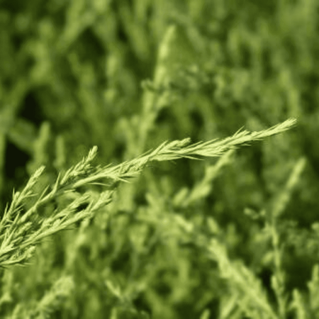 Jałowiec Pfitzera 'Mint Julep' – Sadzonka 20 cm