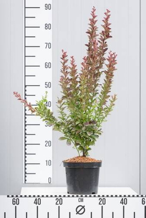 Berberys Thunberga 'Red Pilar' – Sadzonka 30 cm