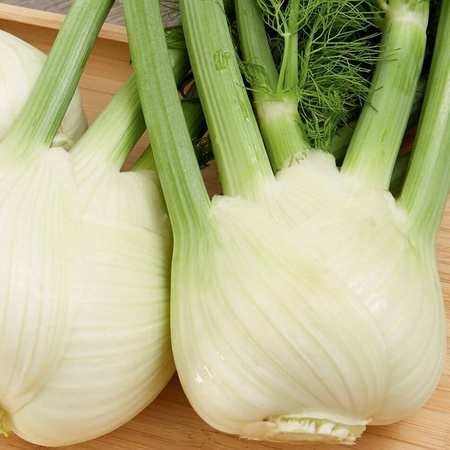 Koper Włoski Fenkuł 'Dragon' F1 – Kiepenkerl