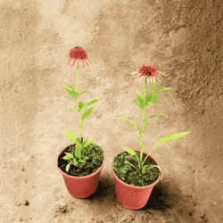 Jeżówka Supreme Cantelupe