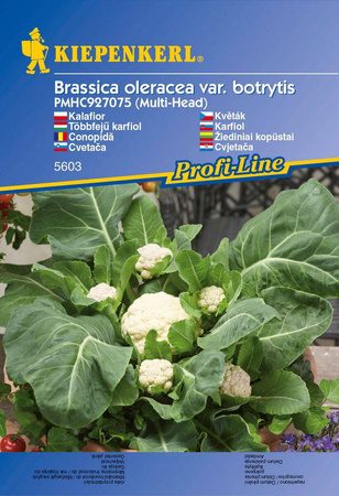 Kalafior 'Multi-Head' F1 – Wielogłowiasty – Kiepenkerl