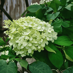 Hortensja Bukietowa 'Magical Candle Bokraflame' – sadzonka w doniczce C2 – Botana