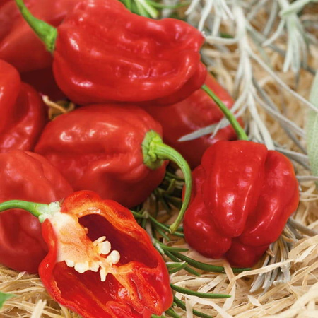 Papryka czerwona 'Habanero' F1 - Kiepenkerl