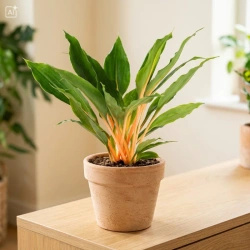 Zielistka (Chlorophytum orchidastrum 'Green Orange') – sadzonka rozmiar M