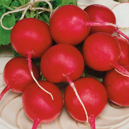 Rzodkiewka 'Riesenbutter' – Tradycyjna – Kiepenkerl