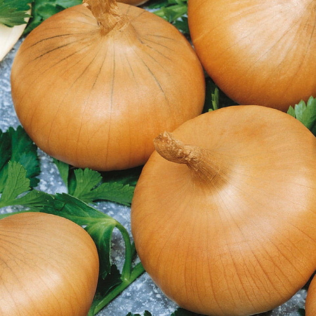 Cebula 'Stuttgarter Riesen' – Nasiona Kiepenkerl