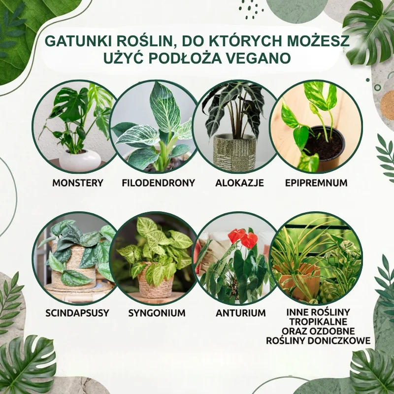 Podłoże do monstery Vegano – do jakich roślin się nadaje? (Infografika)