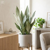 Sansewieria Moonshine (Sansevieria trifasciata) – sadzonka rozmiar S