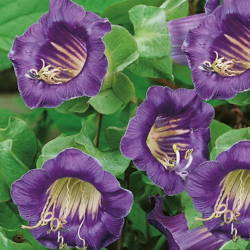 Kobea Pnąca 'Violette Glocke' – Nasiona Kiepenkerl