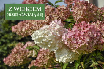 Hortensja bukietowa 'Candlelight' – Sadzonka 30-40 cm