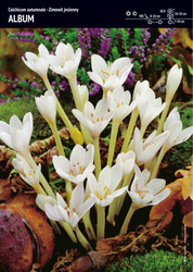 Zimowit Jesienny 'Album' – 2 szt.