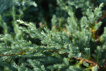 Jałowiec Łuskowaty 'Blue Carpet' – Sadzonka 20-30 cm