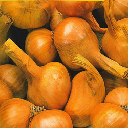 Cebula Szalotka 'Golden Gourment' – Dymka 250 g