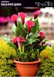 Zantedeschia Kalla Rose Queen – 1 szt.