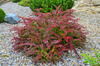 Berberys Thunberga 'Golden Ring' – sadzonka w doniczce C2 – Botana