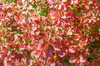 Berberys Thunberga 'Coronita' – sadzonka w doniczce C2 – Botana