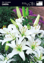 Lilia Azjatycka Canova - 1 szt.