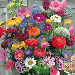 Kwiaty Cięte – Mieszanka – Kiepenkerl