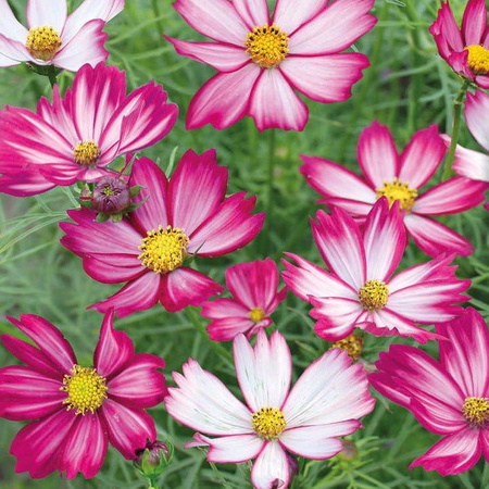 Kosmos Podwójnie Pierzasty 'Purple Red White' – Nasiona Kiepenkerl