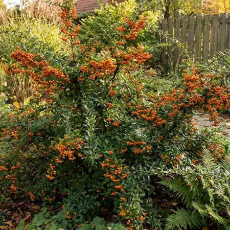 Ognik Szkarłatny Orange Glow (Pyracantha Orange Glow)– sadzonka w doniczce C2 – Botana