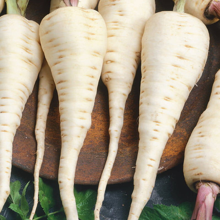 Pasternak Zwyczajny 'Halblange' – Kiepenkerl