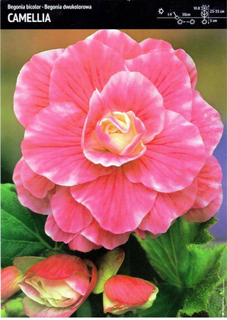 Begonia Bulwiasta 'Camelia' – Dwukolorowa – 1 szt.