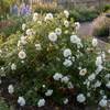 Róża Pomarszczona Alba (Rosa Rugosa Alba) – sadzonka w doniczce C2 – Botana