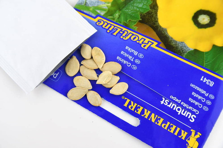 Patison 'Sunburst' – Nasiona Kiepenkerl