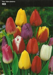 Tulipany Pojedyncze – Mix – 15 szt.