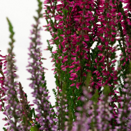 Wrzosy – 20 szt. (4 odmiany po 5 szt.)