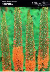 Pustynnik Himalajski 'Cleopatra' – 2 szt.