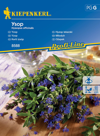 Hyzop Lekarski 'Ysop' – Kiepenkerl