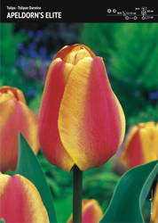 Tulipan 'Apeldorn's Elite' – 15 szt.