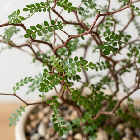 Perełkowiec drobnolistny (Sophora prostrata Little Baby) – sadzonka