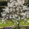 Magnolia gwieździsta (Magnolia Stellata) – sadzonka w doniczce C2 – Botana