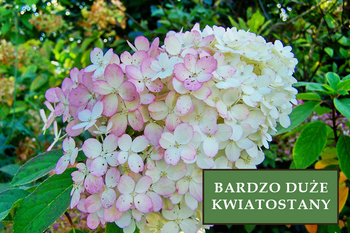 Hortensja Bukietowa 'Vanilla Frise' – Sadzonka 30-40 cm