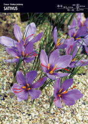 Krokus Jesienny 'Sativus' – 25 szt.