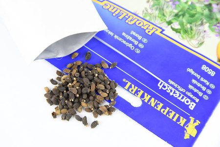 Ogórecznik Lekarski – Jednoroczny – Kiepenkerl