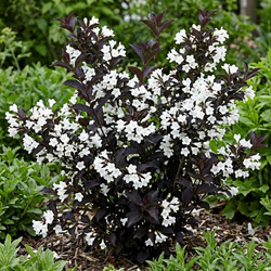 Krzewuszka Black and White (Weigela florida Black and White)