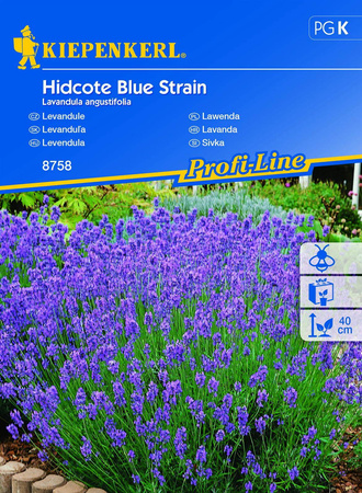 Lawenda 'Hidcote Blue Strain' – Nasiona – Kiepenkerl