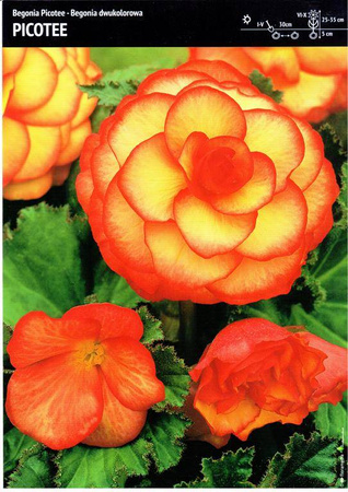 Begonia Bulwiasta 'Picotee' – Dwukolorowa – 1 szt.
